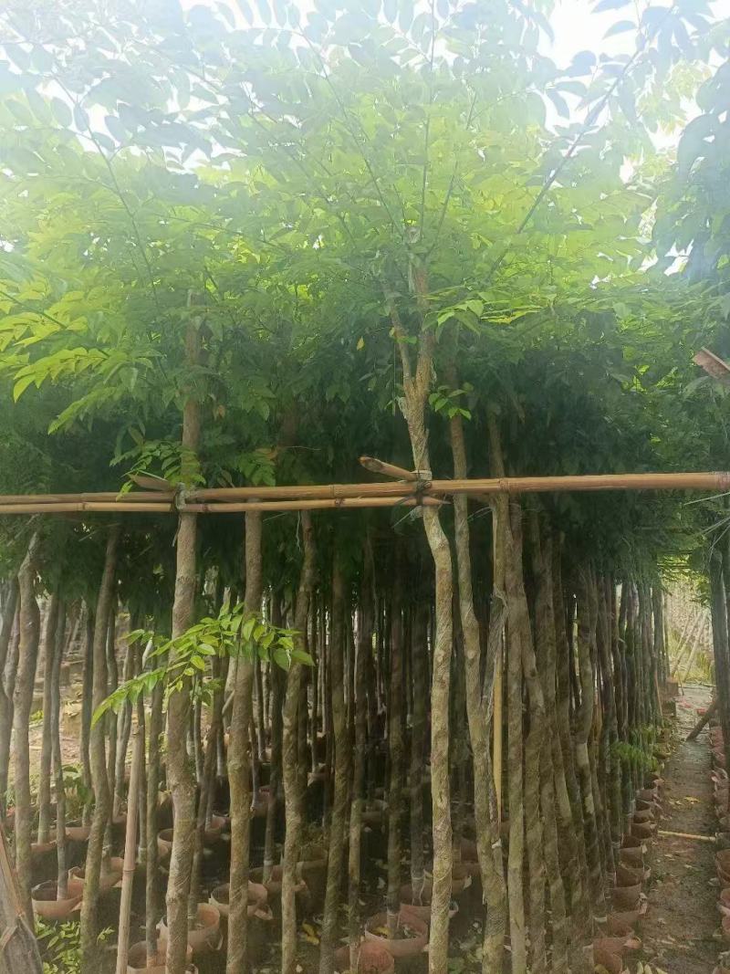 本基地大量降香供应