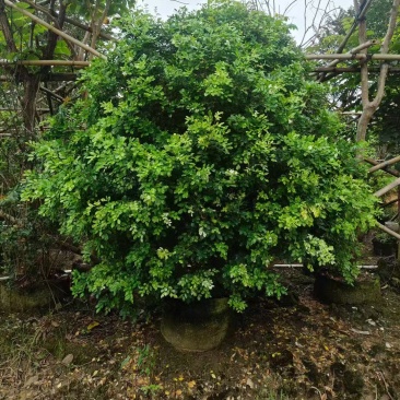 本基地各规格九里香，七里香大量供应