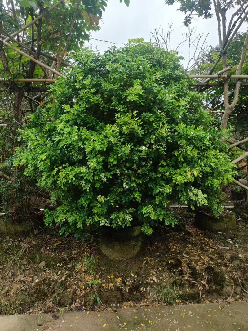 本基地各规格九里香，七里香大量供应