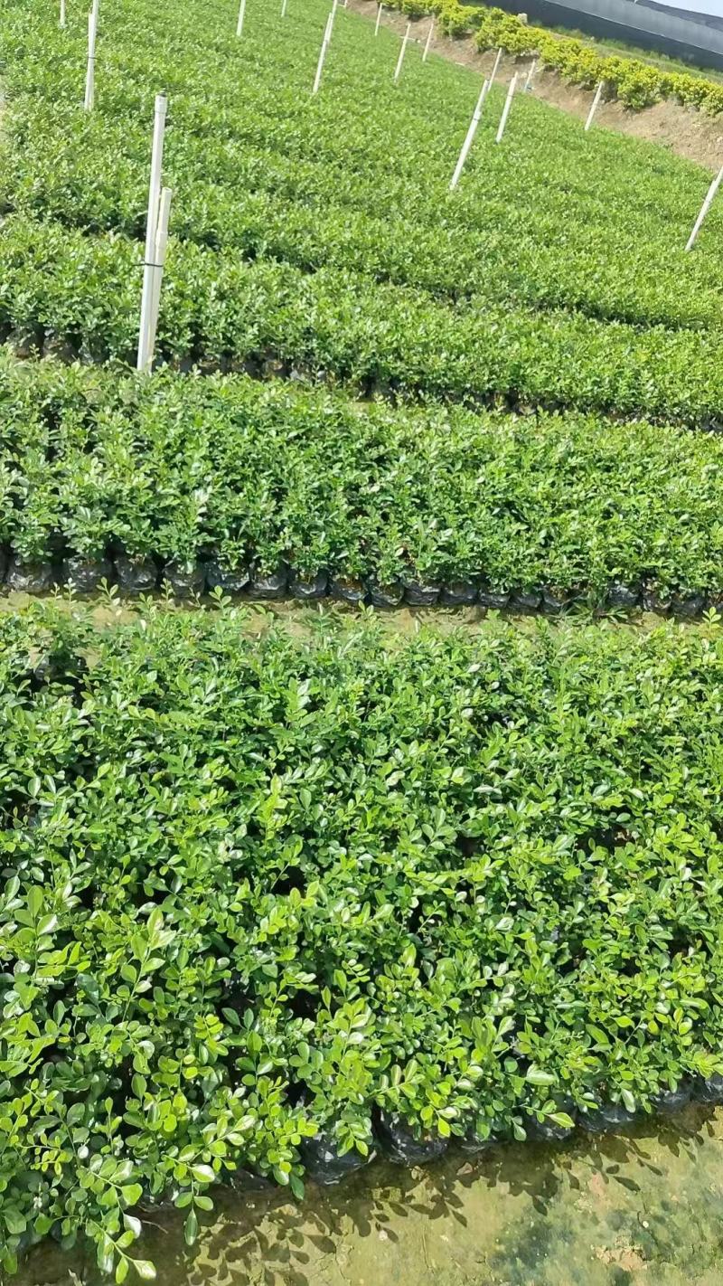 本基地各规格九里香，七里香大量供应