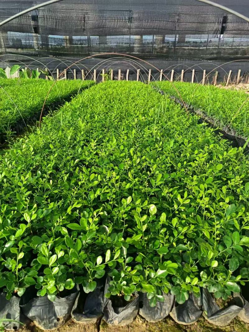 本基地各规格九里香，七里香大量供应
