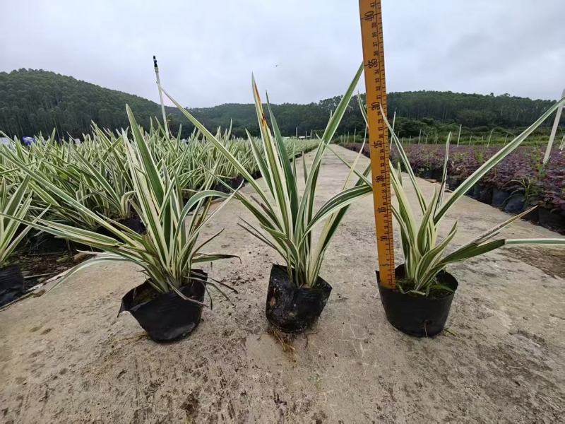 山管兰，花叶山管兰基地大量出售