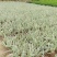 山管兰，花叶山管兰基地大量出售