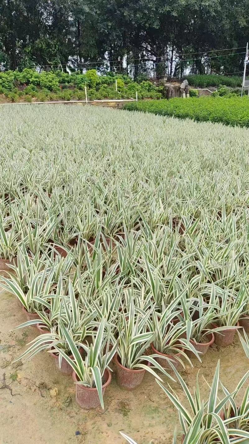 山管兰，花叶山管兰基地大量出售