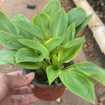 花叶玉簪，金叶玉簪基地大量出售