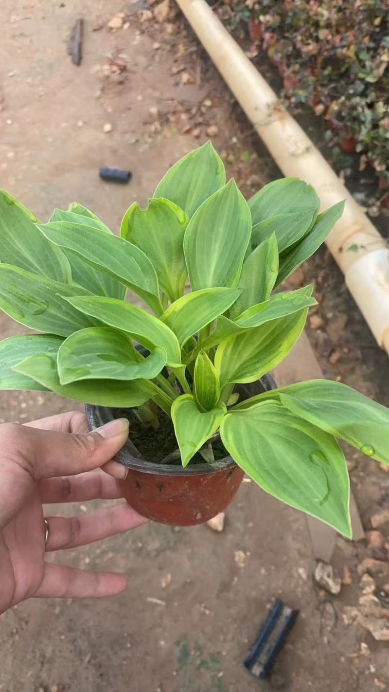 花叶玉簪，金叶玉簪基地大量出售