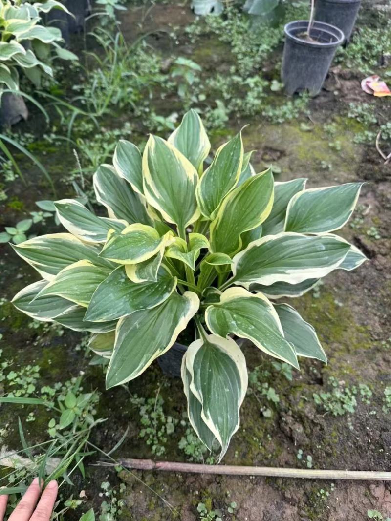花叶玉簪，金叶玉簪基地大量出售