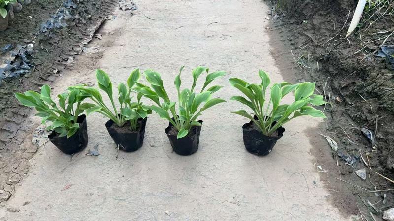 花叶玉簪，金叶玉簪基地大量出售