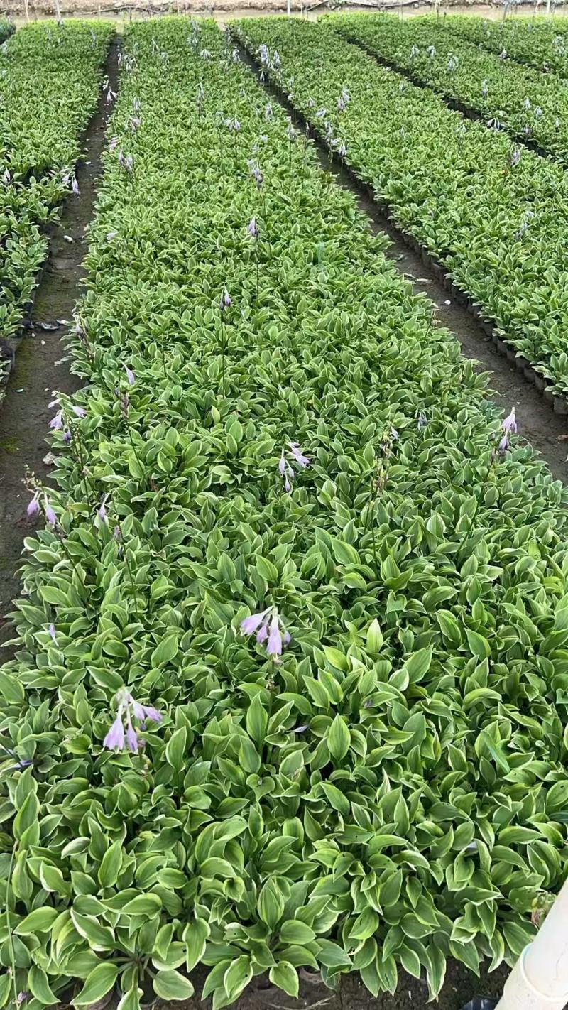 花叶玉簪，金叶玉簪基地大量出售