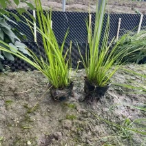 金叶石菖蒲