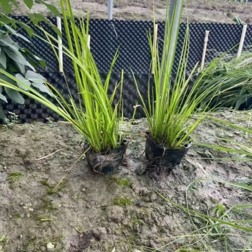 金叶石菖蒲