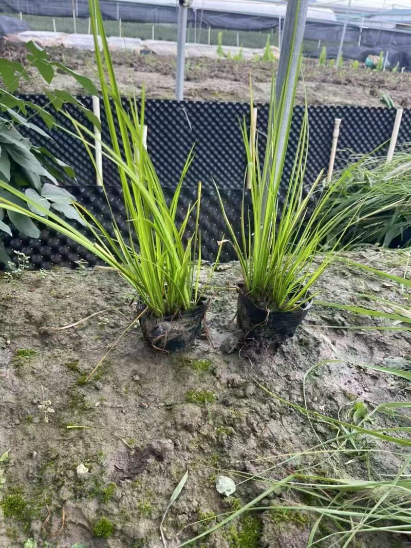 金叶石菖蒲