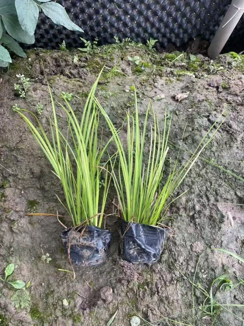 金叶石菖蒲