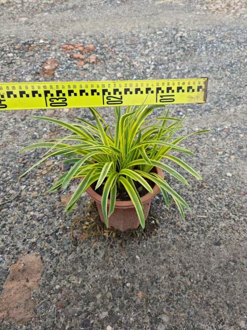 金叶石菖蒲