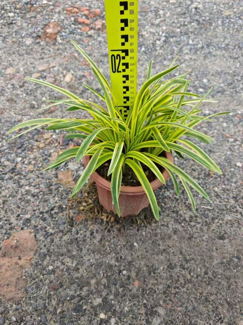 金叶石菖蒲