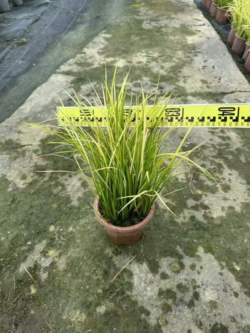 金叶石菖蒲