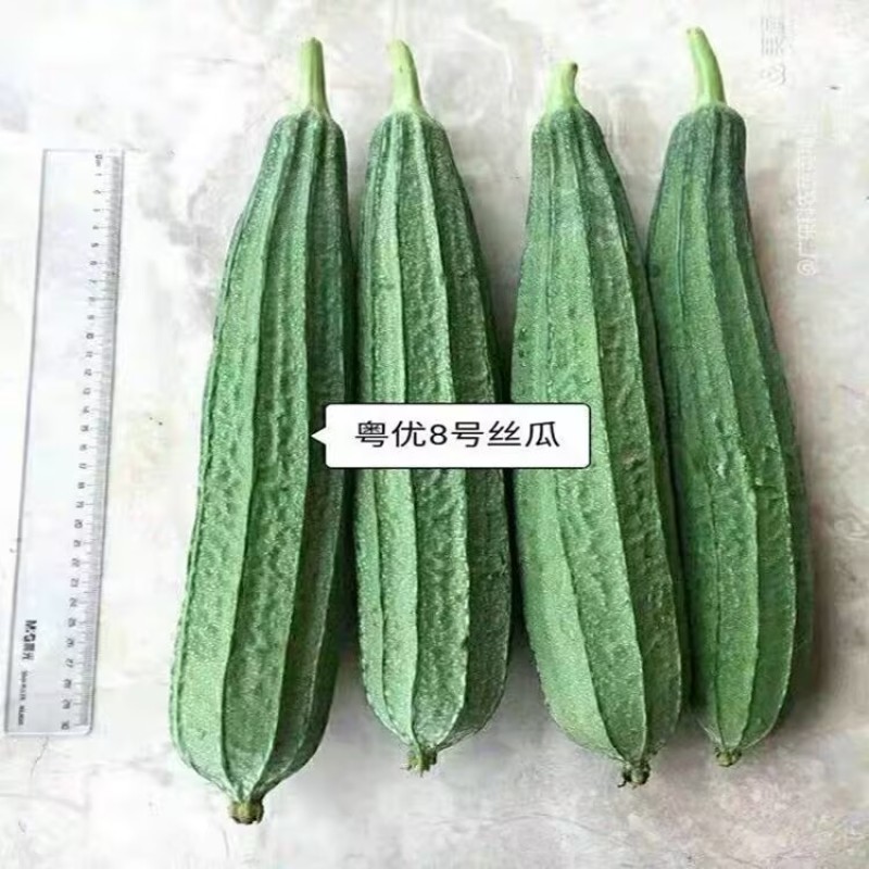粤优8号花点丝瓜种子瓜皮绿色带花点口感爽脆清甜