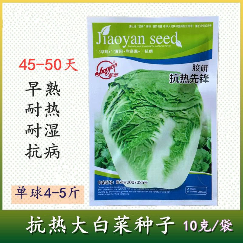 抗热先锋大白菜种子早熟抗病净菜率高味美细嫩