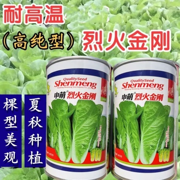 申萌烈火金刚快菜种子耐热耐湿夏秋小白菜种子速生快菜