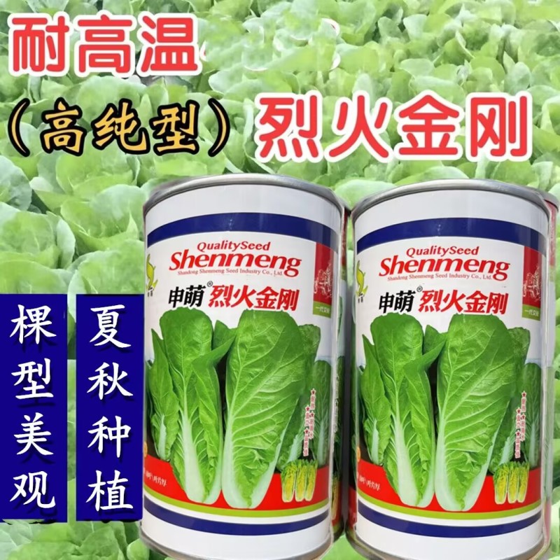 申萌烈火金刚快菜种子耐热耐湿夏秋小白菜种子速生快菜