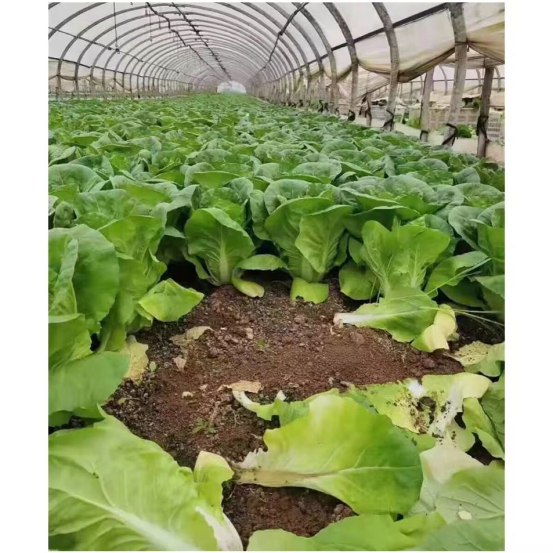 申萌烈火金刚快菜种子耐热耐湿夏秋小白菜种子速生快菜