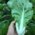 申萌烈火金刚快菜种子耐热耐湿夏秋小白菜种子速生快菜