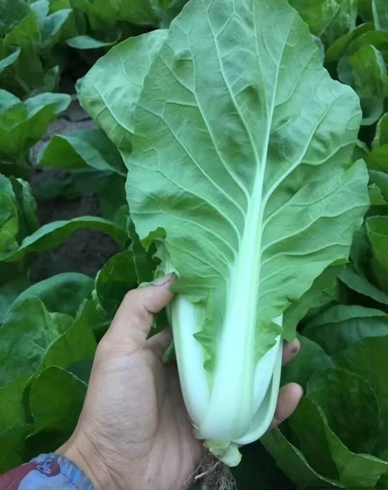 申萌烈火金刚快菜种子耐热耐湿夏秋小白菜种子速生快菜