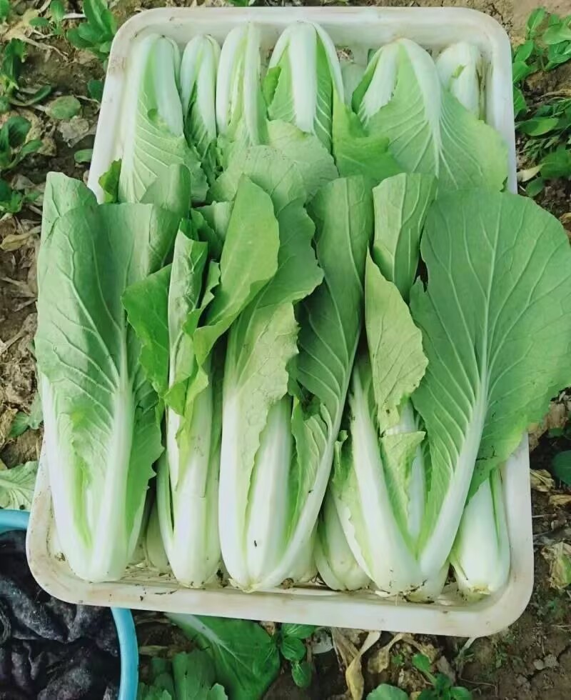 申萌烈火金刚快菜种子耐热耐湿夏秋小白菜种子速生快菜