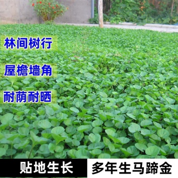马蹄金种子不修剪进口四季青草坪盆栽易活矮生草种籽绿化草皮