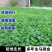 马蹄金种子不修剪进口四季青草坪盆栽易活矮生草种籽绿化草皮