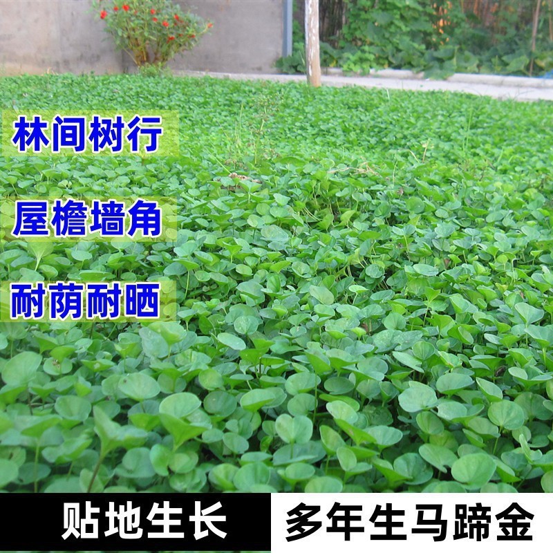 马蹄金种子不修剪进口四季青草坪盆栽易活矮生草种籽绿化草皮
