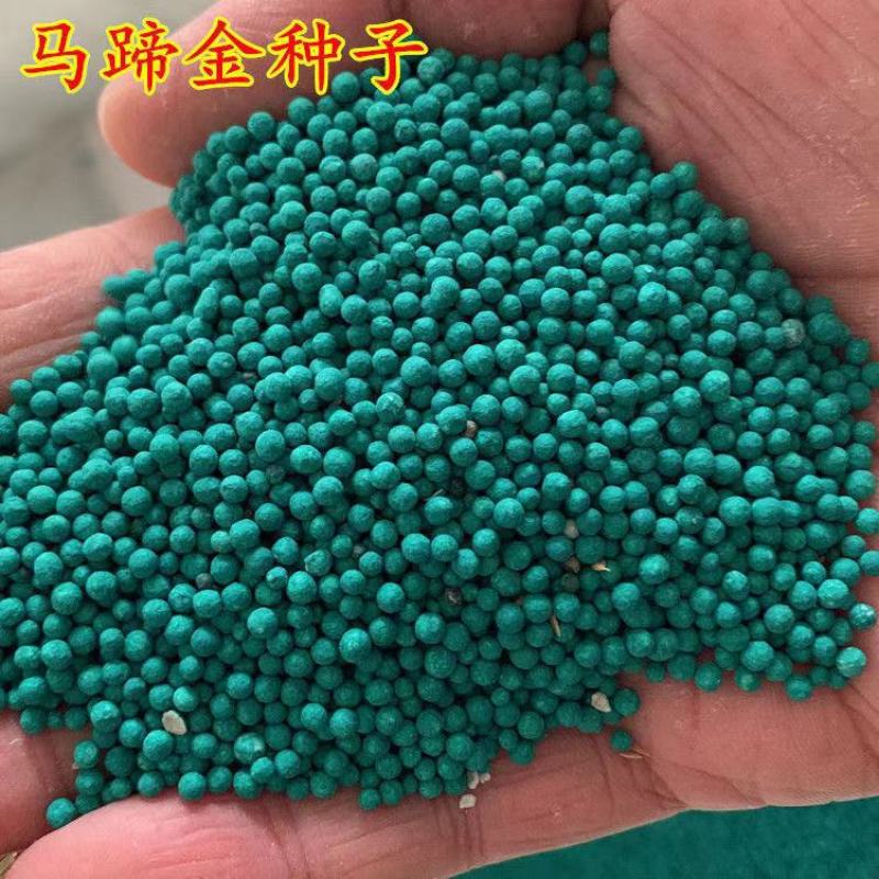 马蹄金种子不修剪进口四季青草坪盆栽易活矮生草种籽绿化草皮