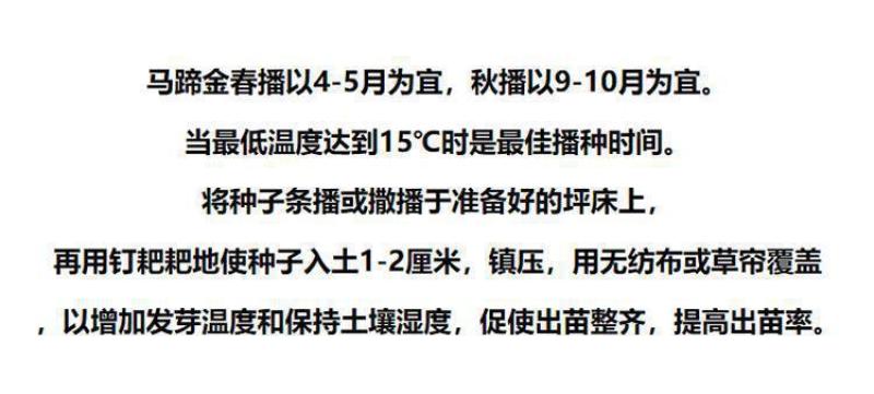 马蹄金种子不修剪进口四季青草坪盆栽易活矮生草种籽绿化草皮