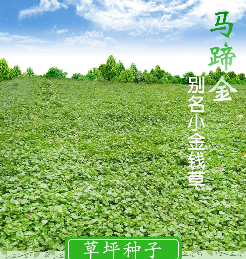 马蹄金种子不修剪进口四季青草坪盆栽易活矮生草种籽绿化草皮