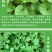 马蹄金种子不修剪进口四季青草坪盆栽易活矮生草种籽绿化草皮