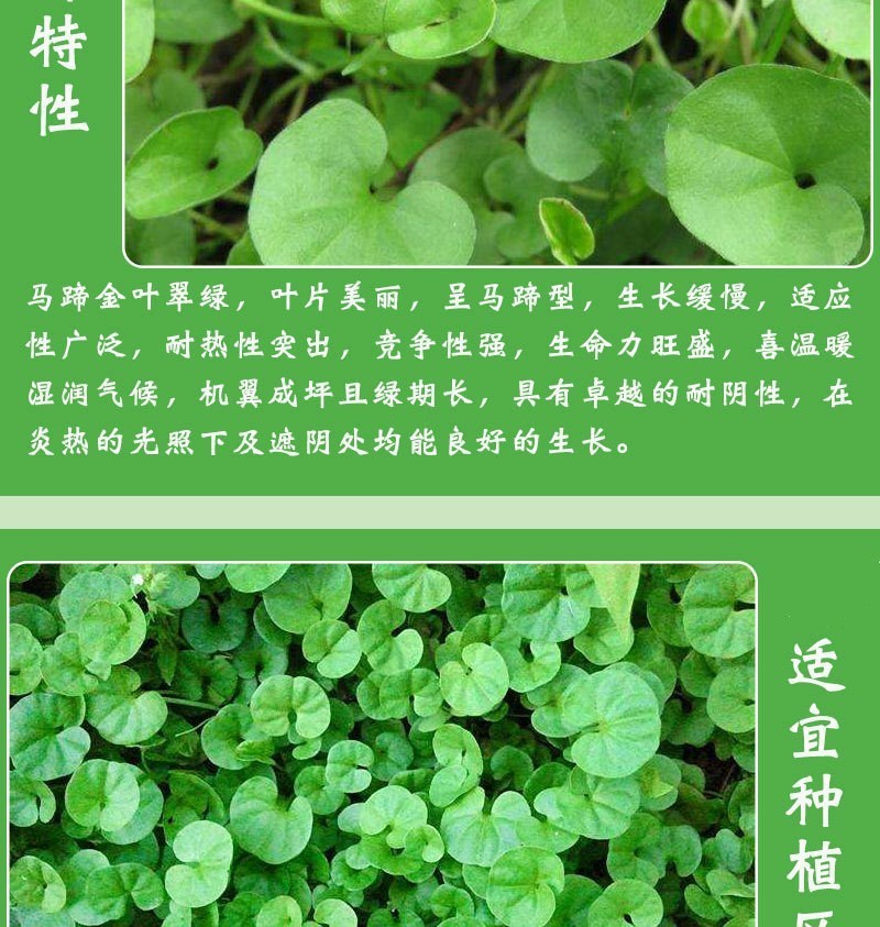 马蹄金种子不修剪进口四季青草坪盆栽易活矮生草种籽绿化草皮