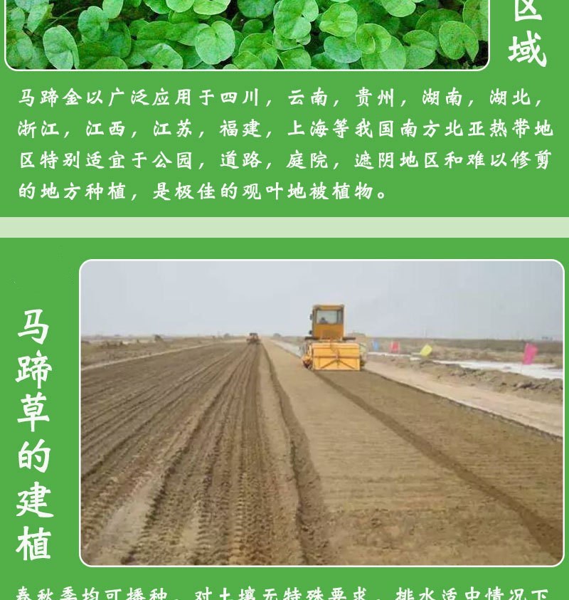 马蹄金种子不修剪进口四季青草坪盆栽易活矮生草种籽绿化草皮