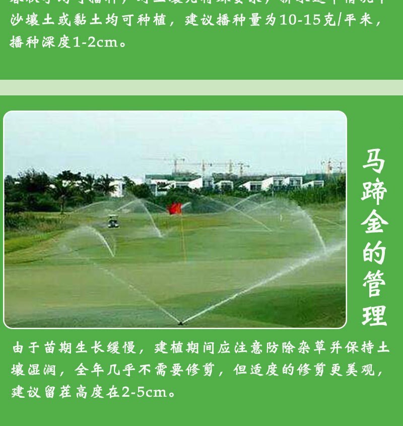 马蹄金种子不修剪进口四季青草坪盆栽易活矮生草种籽绿化草皮