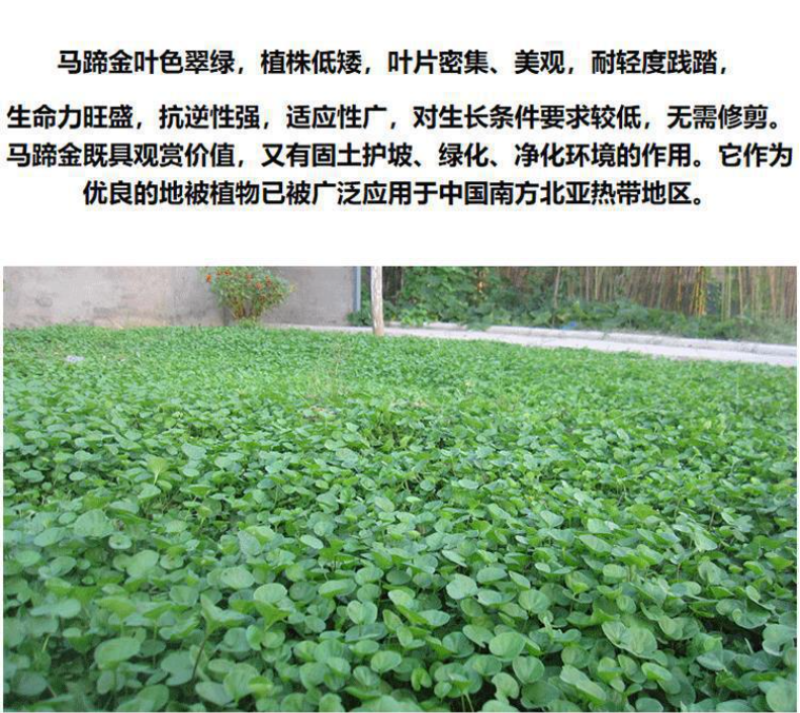 马蹄金种子不修剪进口四季青草坪盆栽易活矮生草种籽绿化草皮