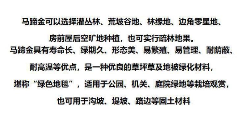 马蹄金种子不修剪进口四季青草坪盆栽易活矮生草种籽绿化草皮