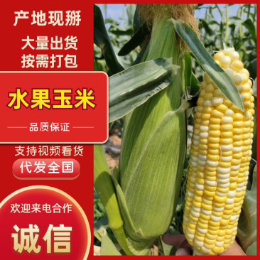 现货双色水果玉米原产地发货万亩规模价格优惠欢迎咨询