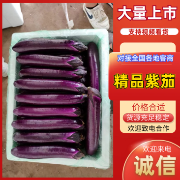 精品紫茄茄子长茄产量大价格低一手货源品质保障欢迎咨询