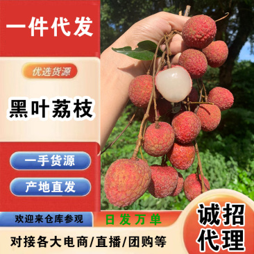 福建黑叶荔枝一件代发产地直发一手货源对接各大电商平台