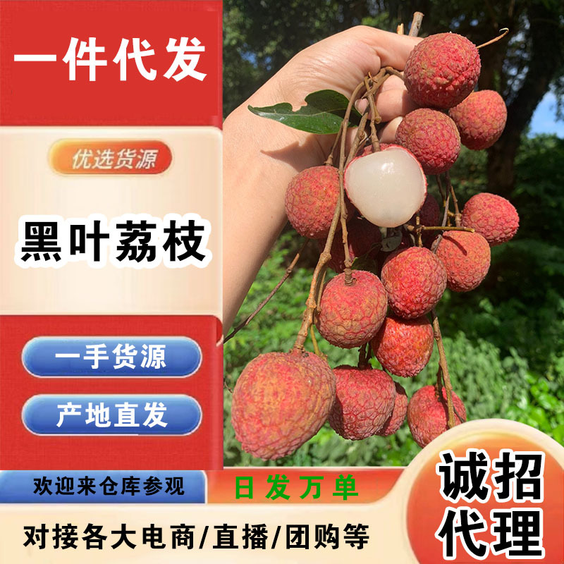 福建黑叶荔枝一件代发产地直发一手货源对接各大电商平台