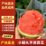 【热卖】全美2K/金乐丰小糖丸西瓜/无籽938吊兰西瓜