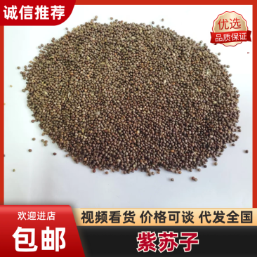 黑龙江精品紫苏子紫苏籽源头产地全国可发包邮欢迎来电质询