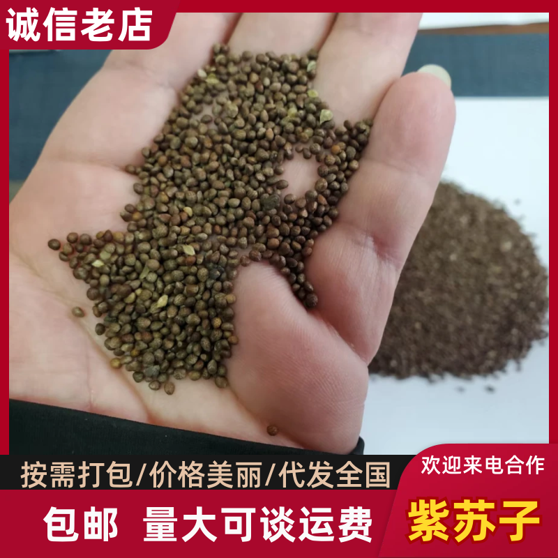桦南紫苏子/紫苏籽样品发货视频看货欢迎来电