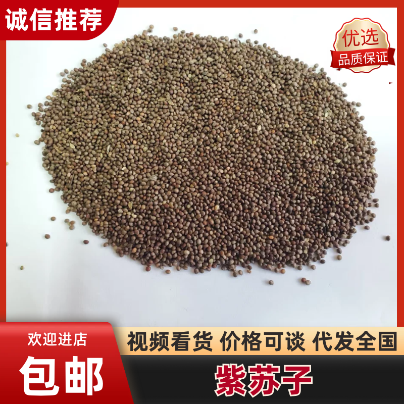 【推荐】桦南精品紫苏子，产地一手货源，大量供应，欢迎选购
