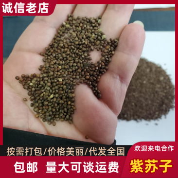 【推荐】桦南精品紫苏子，产地一手货源，大量供应，欢迎选购