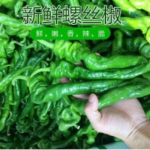 [鲜辣椒]螺丝椒新鲜螺丝椒各种规格对接各大市场商超电
